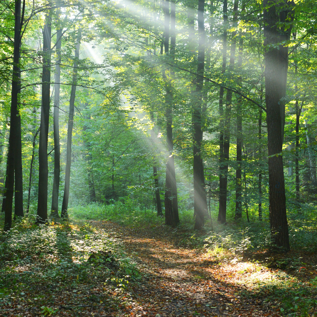 What does a land trust do?