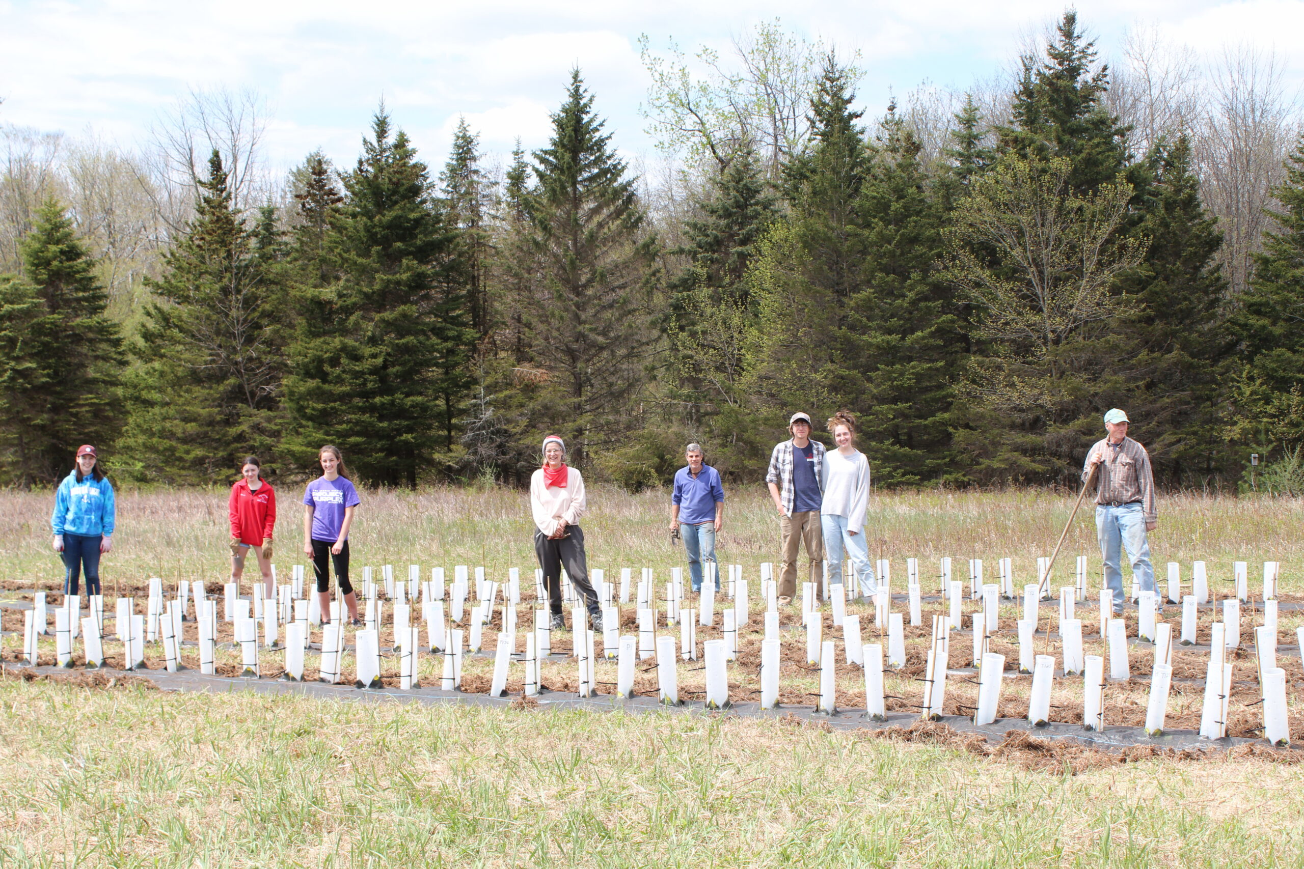 Chestnut planting 1JS