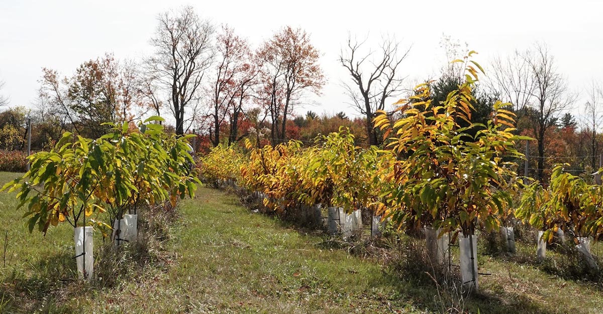 Chestnut talk & walk (2) BD