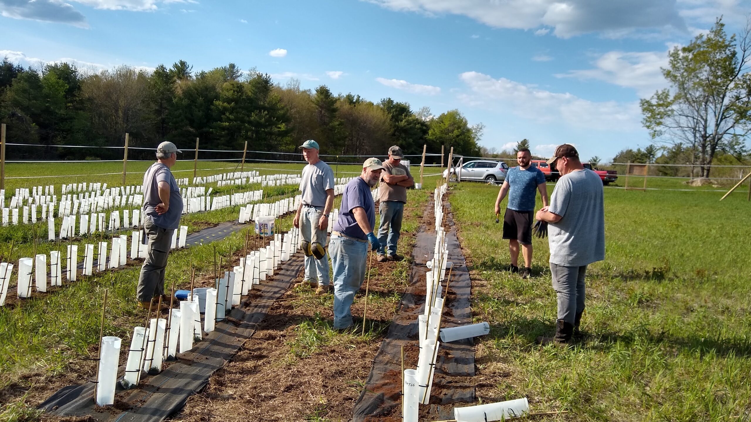 American Chestnut Restoration Project