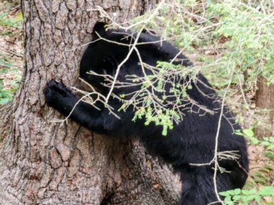 Bear - tree hugger at HW-MGTA 7-2023