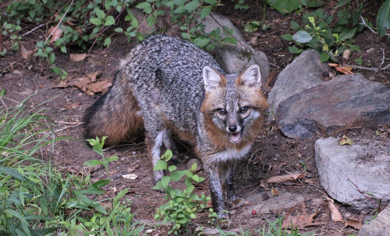 Flora & Fauna Conservation