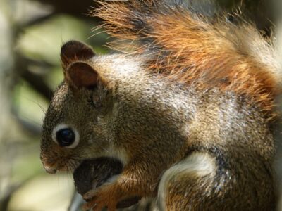 Red Squirrel maybe - BD