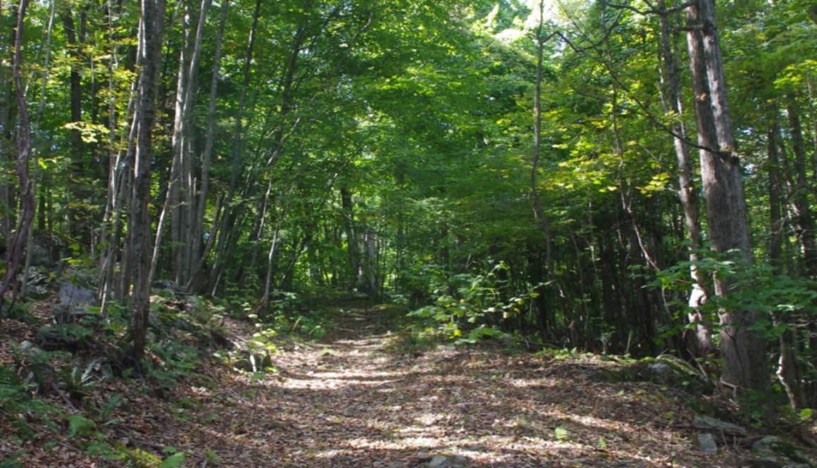 WLT Trails Day