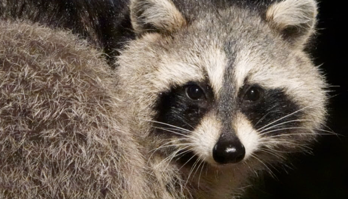 raccoon-square