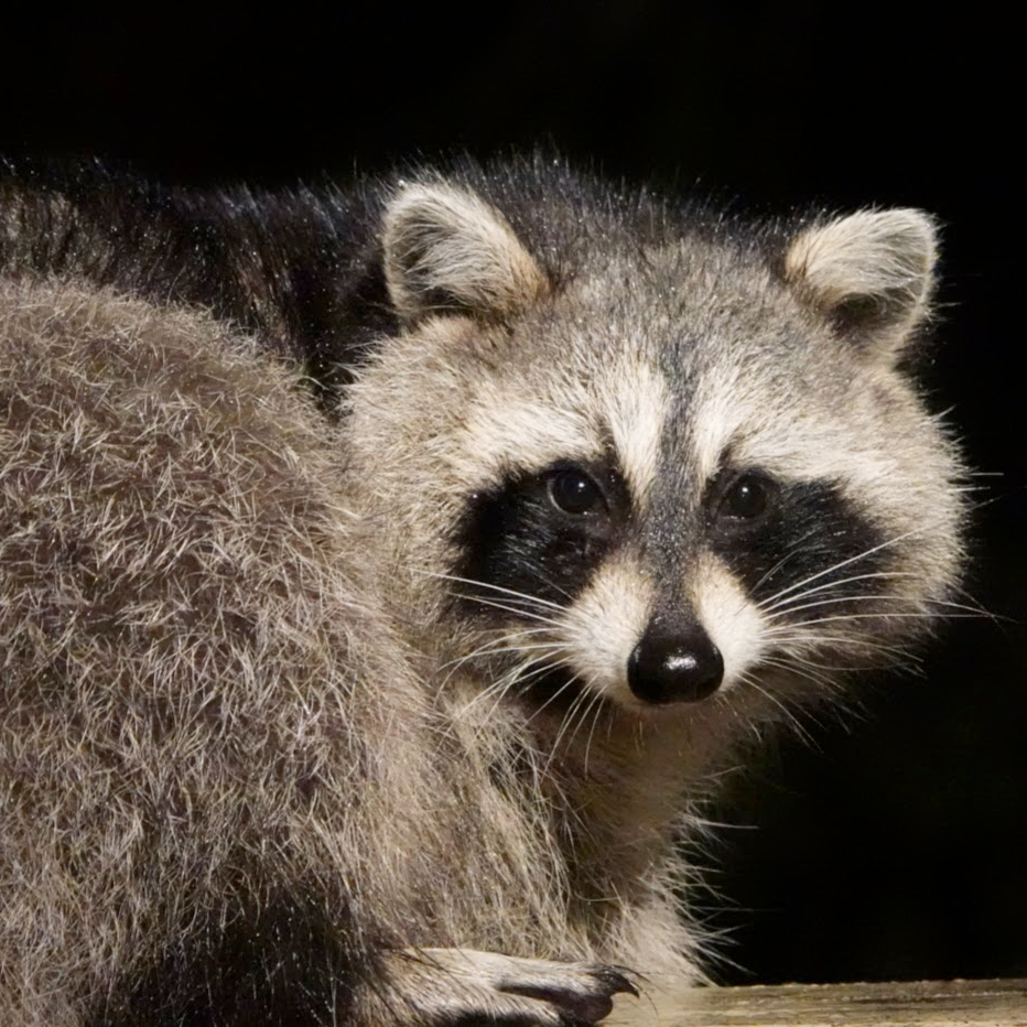 raccoon-square