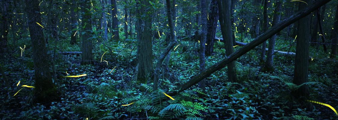 shows a nighttime wood land with lite up streaks crossing the woods that are fireflies